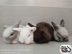 Raszuivere baby minilop konijntjes (transport mogelijk), Meerdere dieren, Dwerg, 0 tot 2 jaar, Hangoor