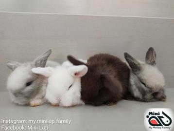Raszuivere baby minilop konijntjes (transport mogelijk)