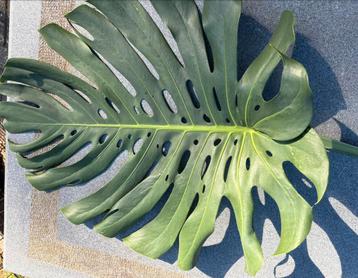 Monstera Deliciosa mint bladstek beschikbaar voor biedingen