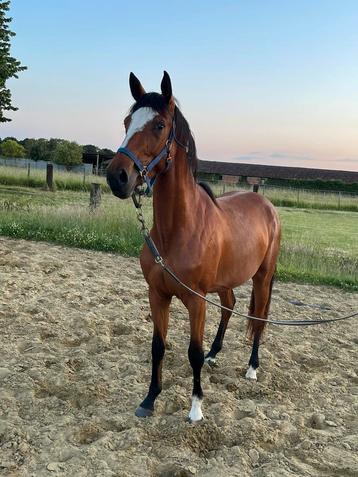 Merrie springpaard beschikbaar voor biedingen
