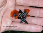 Guppy Platinum Red Tail Dumbo Ears babies * Oudenburg, Vis