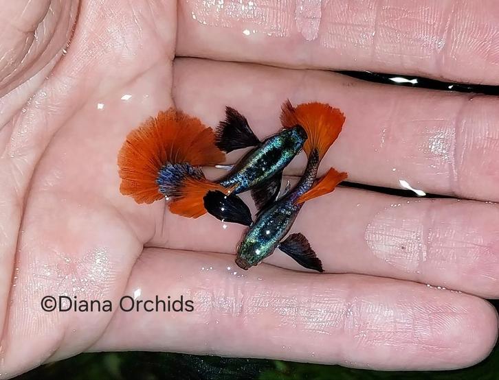 🐦‍🔥 Guppy Platinum Red Tail Dumbo Ears babies * Oudenburg, Dieren en Toebehoren, Vissen | Aquariumvissen, Vis