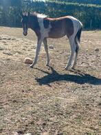 Merrie veulen, Dieren en Toebehoren, Paarden, Merrie, Gechipt, Niet van toepassing, 0 tot 2 jaar