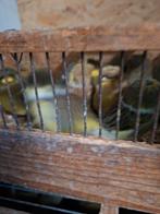 Glosters met kuif 25euro stuk jonge en kweekkoppels, Dieren en Toebehoren, Vogels | Kanaries