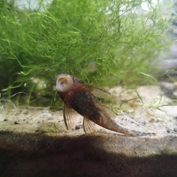 Ancistrus - borstelneus / pleco beschikbaar voor biedingen