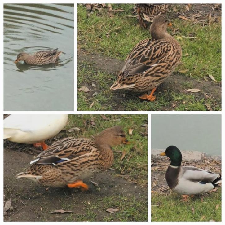 Eendjes te koop., Dieren en Toebehoren, Pluimvee, Eend, Meerdere dieren