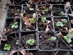 Aardbeienplanten, Tuin en Terras, Volle zon, Vaste plant, Ophalen of Verzenden, Fruitplanten