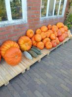 pompoenen, Tuin en Terras, Ophalen of Verzenden