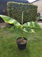 Musa basjoo (Japanse vezelbanaan), Tuin en Terras, Ophalen, Lente, Vaste plant, Volle zon