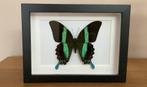Papilio blumei in 3d kader, Ophalen of Verzenden, Nieuw