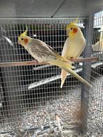 Koppel valkparkiet te koop, Dieren en Toebehoren, Vogels | Parkieten en Papegaaien