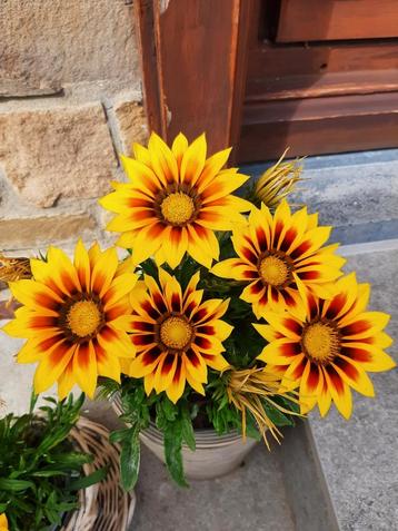 Gazania of middaggoud  beschikbaar voor biedingen