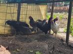 3 hanen, Dieren en Toebehoren, Pluimvee, Mannelijk, Kip