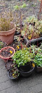 Buiten Planten/struiken in pot, Jardin & Terrasse, Plantes | Jardin, Enlèvement, Plante fixe, Mi-ombre, Été