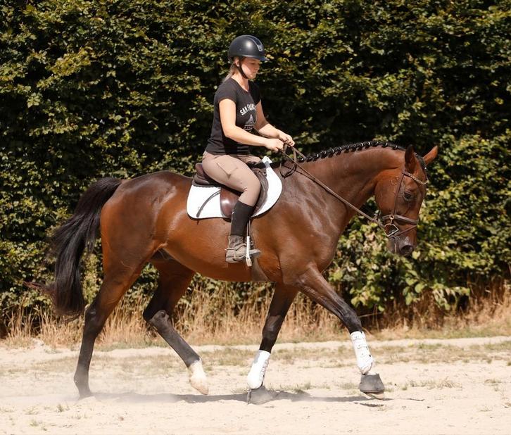 PLEKTEKORT lieve, betrouwbare en super stoere ruin!, Dieren en Toebehoren, Paarden, Ruin, B, 165 tot 170 cm, 11 jaar of ouder