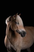 10jarige haflinger ruin, Minder dan 160 cm, Gechipt, Ruin, 7 tot 10 jaar
