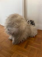 Pluche hond met lange haren ongeveer 58cm, Ophalen of Verzenden