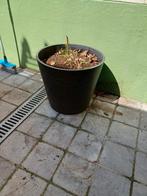Gratis 3 bloembakken, Tuin en Terras, Bloembakken en Plantenbakken, Ophalen