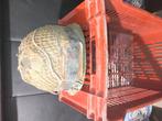 Lot de casque + clairon, Ophalen