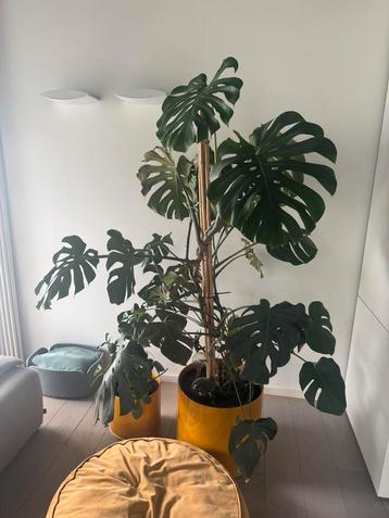 Grote Monstera 180 cm beschikbaar voor biedingen