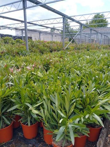 Oleander beschikbaar voor biedingen