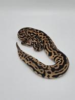 Koningspython Pastel Leopard spotnose 100% het clown, Dieren en Toebehoren, Reptielen en Amfibieën, Slang, 0 tot 2 jaar, Tam