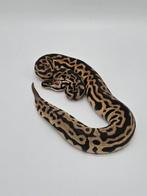 Python regius Pastel Leopard spotnose 100% het clown, Animaux & Accessoires, Reptiles & Amphibiens, Serpent, Domestique, 0 à 2 ans