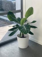 Bananenboom, Enlèvement