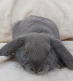 Minilop voedstertje, Dieren en Toebehoren, Konijnen, Vrouwelijk, Dwerg, 0 tot 2 jaar