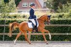 Beau poney D-pony Z1 Dressage Hunkl, Poney de dressage, Vermifugé, Z, Hongre