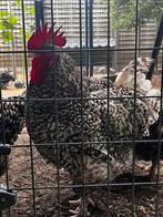 Œufs à incuber du coucou de Malines, Animaux & Accessoires, Volatiles, Poule ou poulet