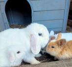 Minilop baby konijnen, Dieren en Toebehoren, Konijnen, Dwerg, Hangoor, 0 tot 2 jaar