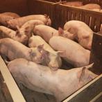 loonkweekstallen gevraagd, Dieren en Toebehoren, Schapen, Geiten en Varkens, Varken