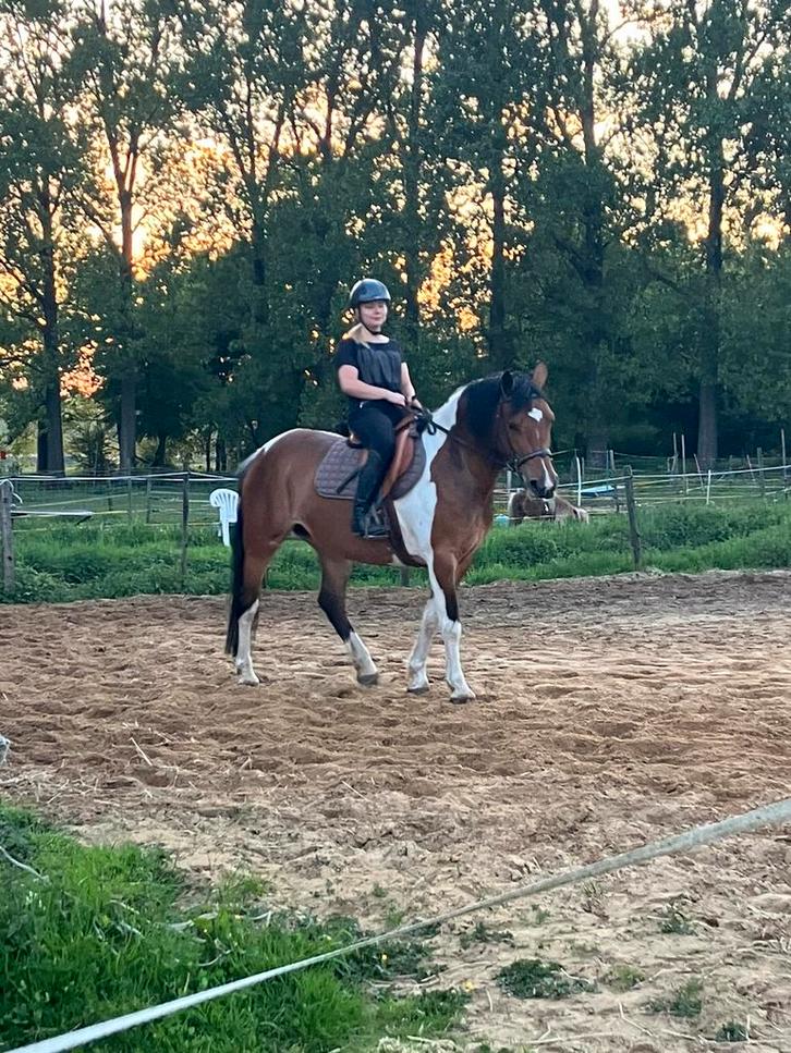 Halve stal, Dieren en Toebehoren, Stalling en Weidegang, 1 paard of pony