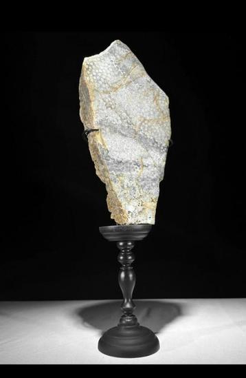 Pierre fossile/corail pétrifié sur un socle., Enlèvement ou Envoi, Fossile
