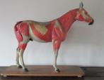 zeldzaam antiek anatomisch model paard met zijn spieren, Ophalen