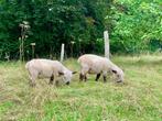 Foklammeren van Hampshire Pure Breed, Dieren en Toebehoren, Schapen, Geiten en Varkens, Mannelijk, Schaap, 0 tot 2 jaar