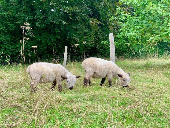 Foklammeren van Hampshire Pure Breed, Dieren en Toebehoren, Schapen, Geiten en Varkens, Schaap, Mannelijk, 0 tot 2 jaar