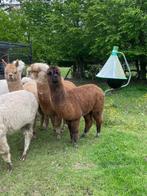 verschillende alpaca merries te koop, Femelle, 0 à 2 ans