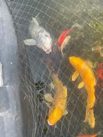 Koi vissen, Dieren en Toebehoren, Vissen | Vijvervissen, Karper of Koi