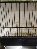 Cage expo canaris, Enlèvement, Comme neuf