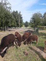Soay schapen, Dieren en Toebehoren, Schapen, Geiten en Varkens