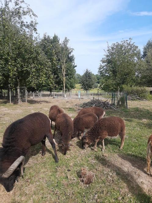 Soay schapen, Dieren en Toebehoren, Schapen, Geiten en Varkens