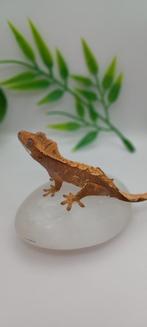 Poss 1.0 (red?) Harlequin wimpergekko baby, Dieren en Toebehoren, Hagedis, Tam, 0 tot 2 jaar