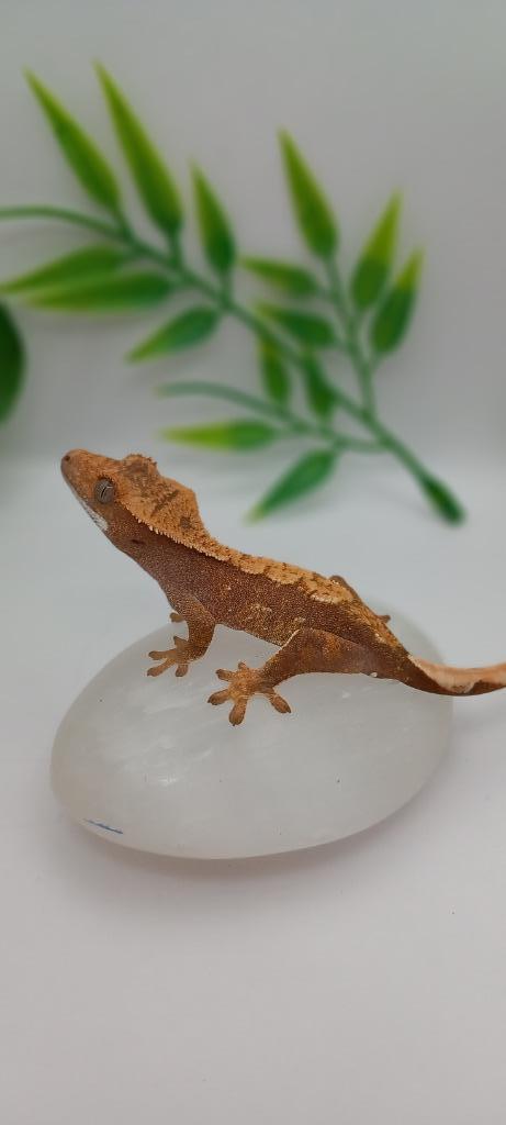1.0 Rode Harlequin wimpergekko baby, Dieren en Toebehoren, Reptielen en Amfibieën, Hagedis, 0 tot 2 jaar, Tam