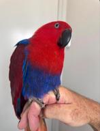 Eclectus femelle, eam, LIEGE, Dieren en Toebehoren, Vogels | Parkieten en Papegaaien, Vrouwelijk