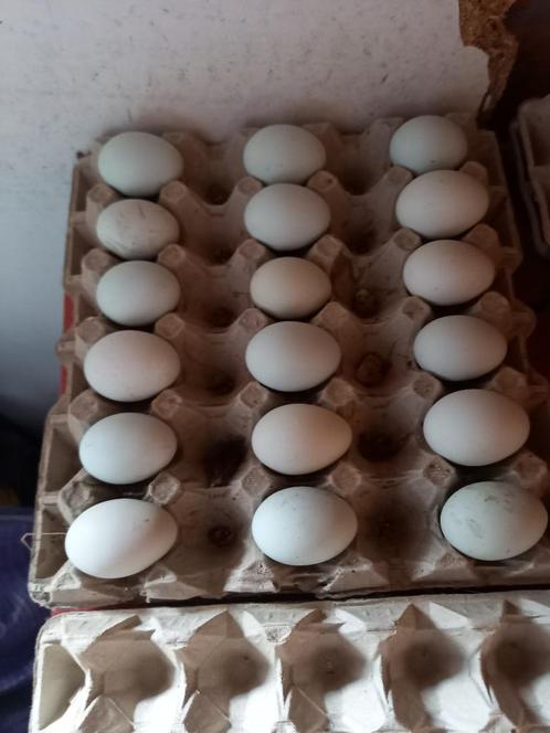 Araucana (broedeieren), Dieren en Toebehoren, Pluimvee, Kip, Geslacht onbekend