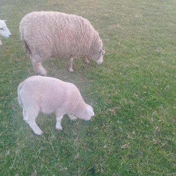 vier ooien met ramlammeren