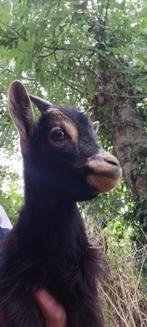 Dwergeit bokje, Dieren en Toebehoren, Schapen, Geiten en Varkens, Mannelijk, Geit, 0 tot 2 jaar