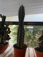 Echinopsis, Ophalen